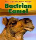 A Day in the Life : Desert Animals : Bactrian Camel