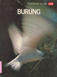 Burung