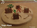 Life Cycle : Plant