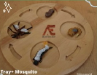 Life Cycle : Mosquito