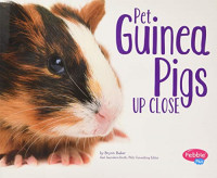 Image of Pet Guinea Pigs Up Close