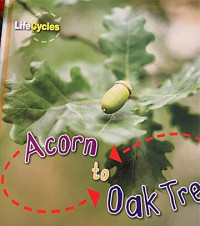Image of Acorn to oak tree