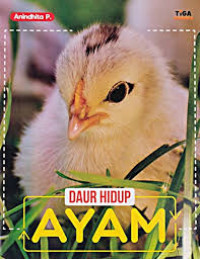 Image of Daur hidup ayam