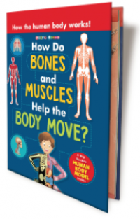 How do bones and muscles help the body move?