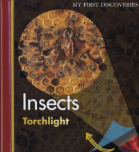 Image of Insects: torchlight