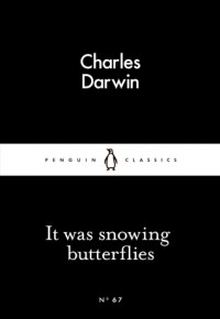 Image of It was snowing butterflies