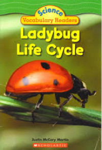 Ladybug life cycle