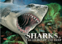 Image of Sharks & predators of the deep