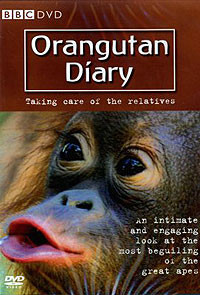 Orangutan Diary : Taking care of the relatives